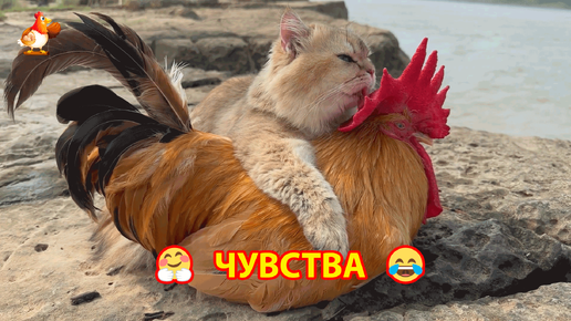 Неугасающие чувства Кошки и Старого Петуха 🐈🐓❣️ На прогулке у реки 🤗🥰😂