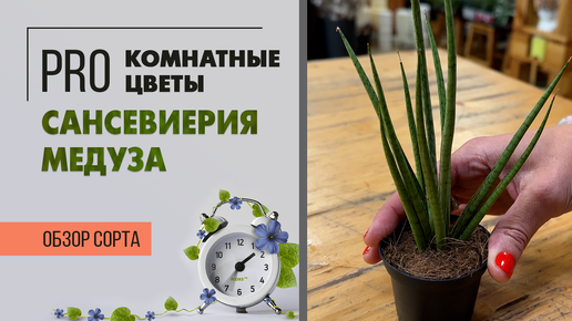 Сансевиерия медуза - неприхотливое теневыносливое комнатное растение. Обзор сорта. Сорта и виды сансевиерий.