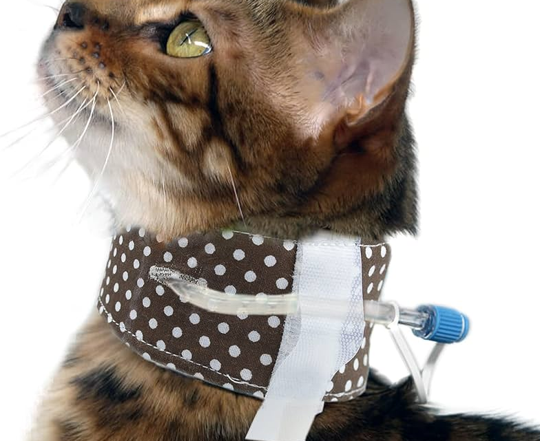 Кошка с установленной эзофагостомой и защитным тканевым воротником