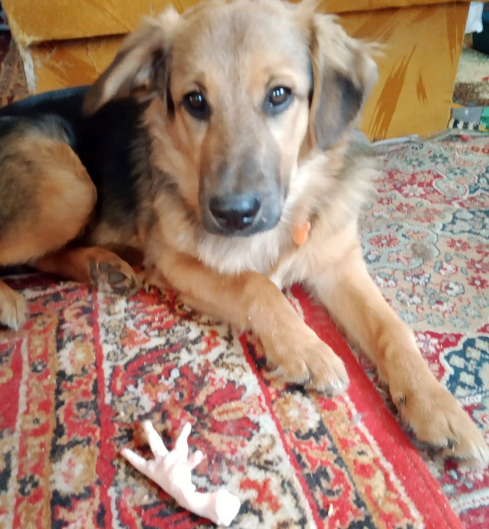 Еще в щенячестве Барнюша распробовал дивный вкус подтухшей еды