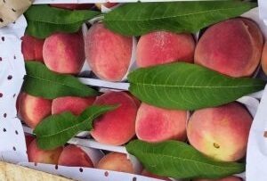    В Оренбуржье не допустили ввоз более 180 тонн зараженной продукции из-за рубежа Марина Шарт