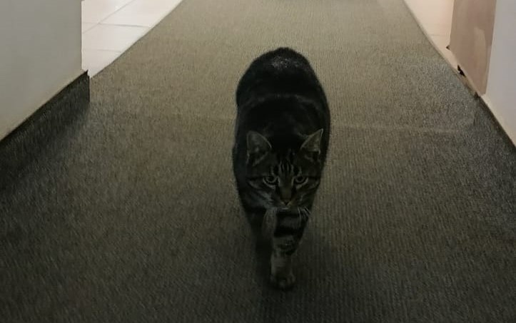 Служивый кот, Работает в одном из музеев Санкт-Петербурга. Фото автора