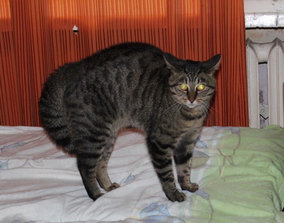 Шерхан в игре