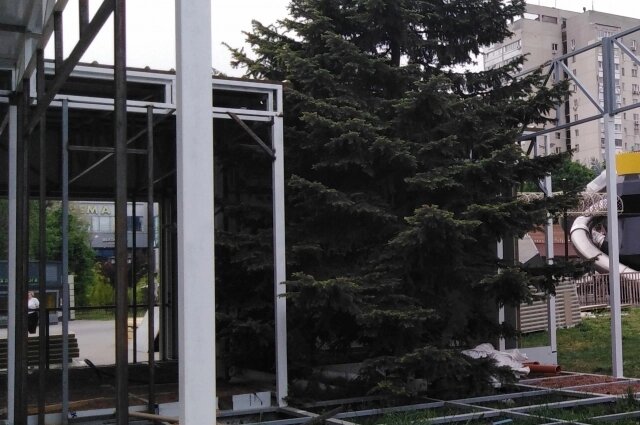    Ещё в мае ёлка была пушистой и здоровой. Фото:  АиФ/ Валерий Сомов