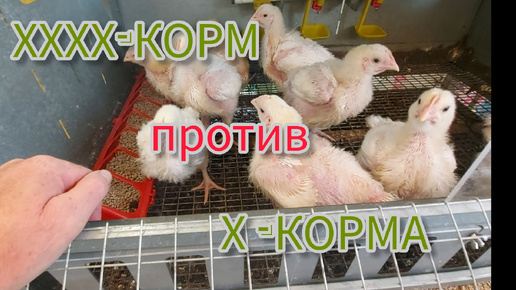 Тест комбикорма для бройлеров.