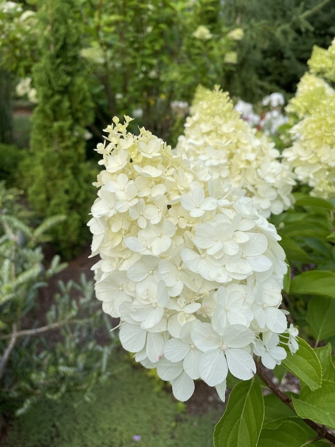 Hydrangea paniculata Polar Bear