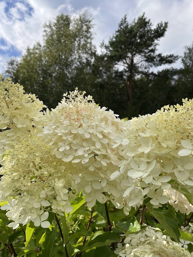 Hydrangea paniculata Phantom