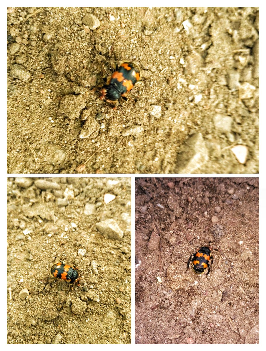 Фото сделаны в Московской области, город Балашиха 