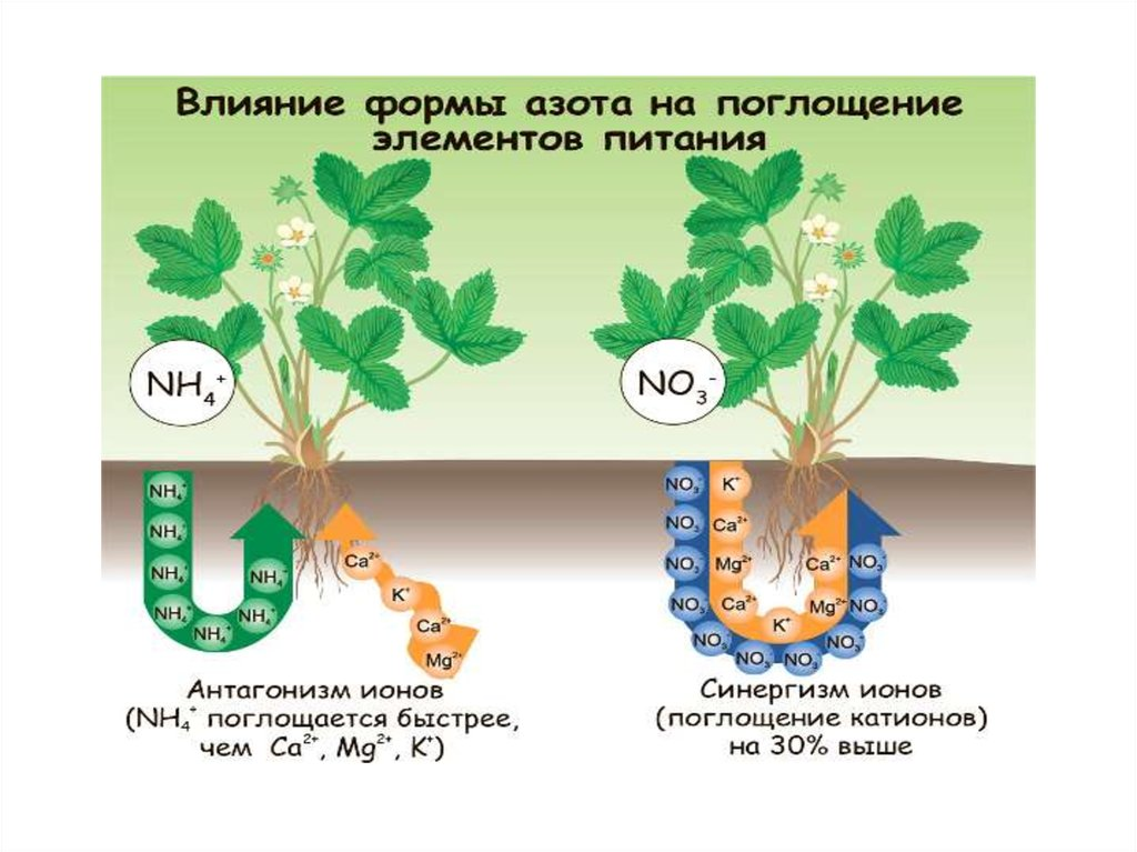 Зачем растениям азот и фосфор