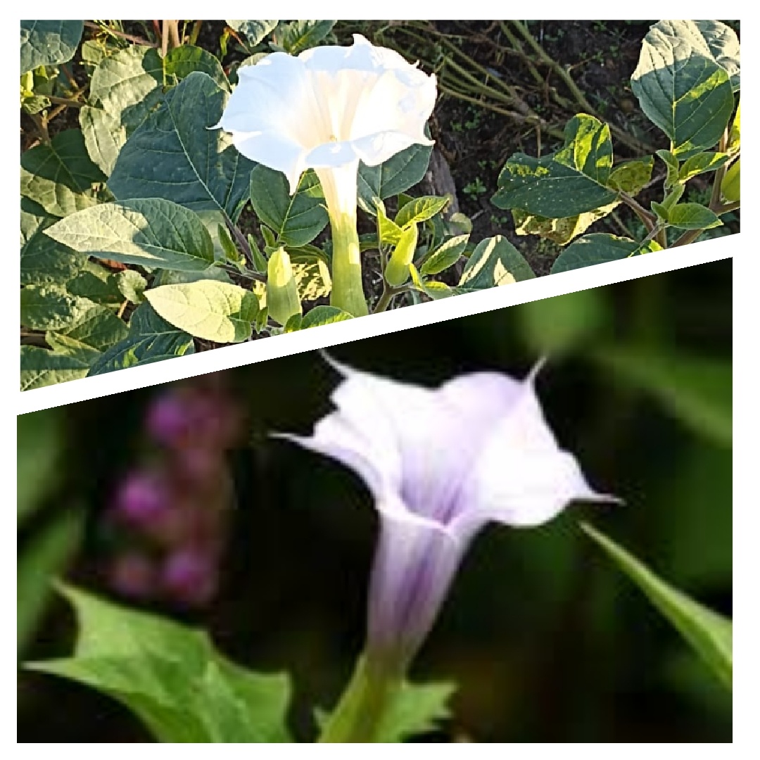 Изображение выполнено в приложении Фото Блендер 