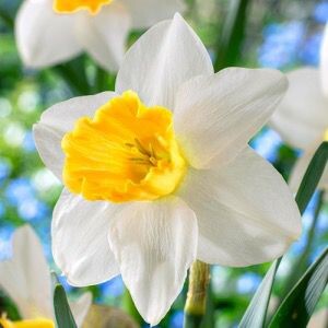 Борис Соломонович