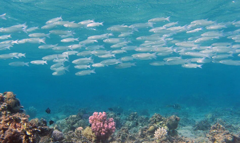 Из открытых источников.