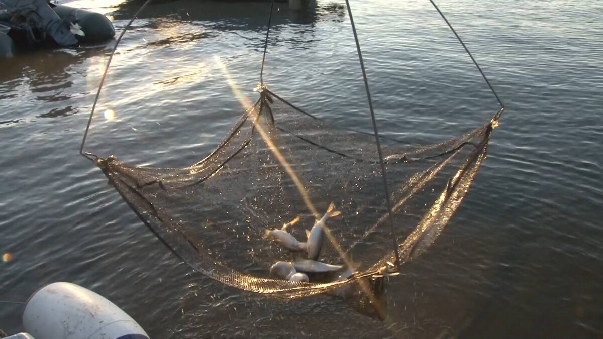 Из открытых источников.