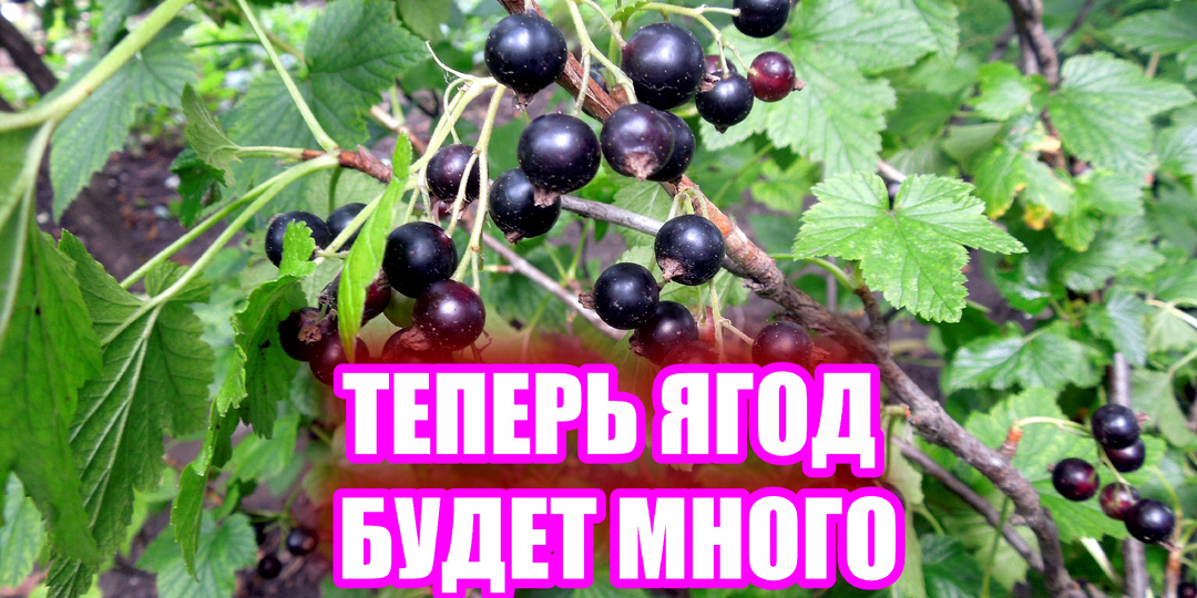 Мои кусты смородины стали в 2 раза урожайнее. Подкормка смородины – эолой: простые осенние хитрости