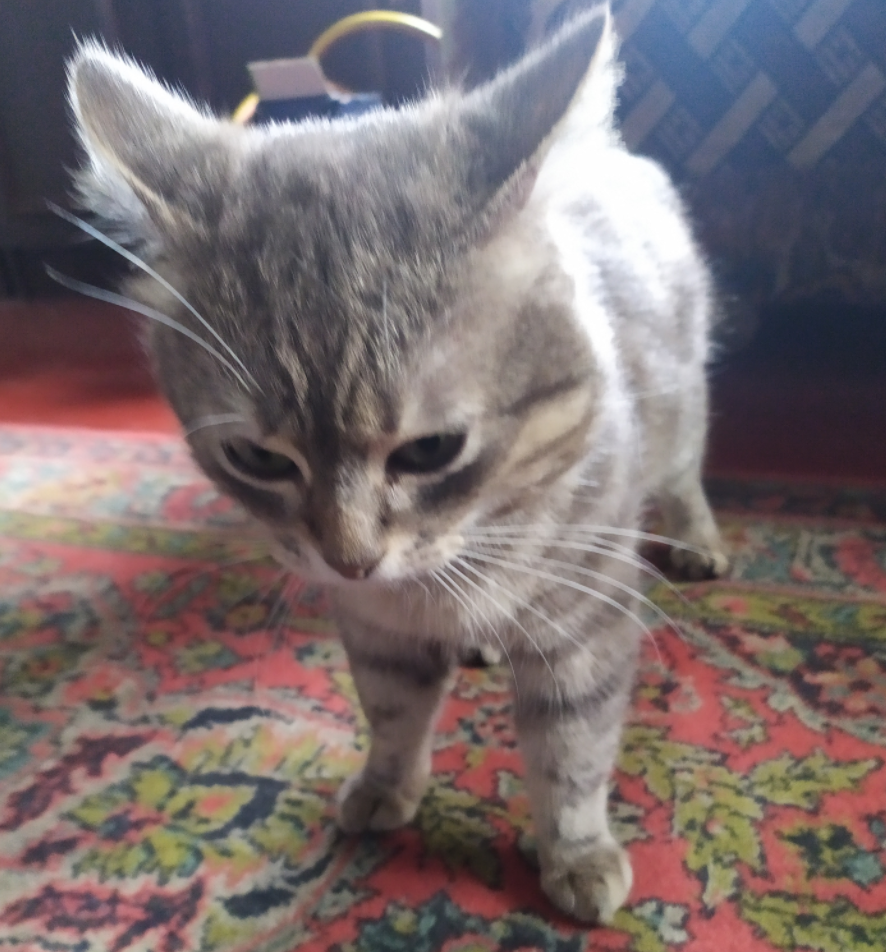 Ваш гид и по совместительству мой кот Тимофей