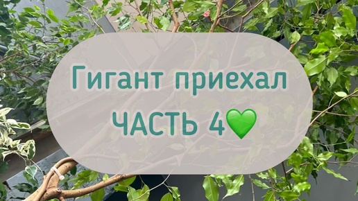 ЧАСТЬ 4 «гигант приехал»