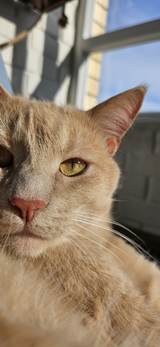 Знакомьтесь-Виски.