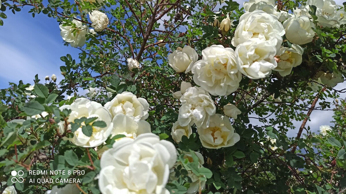 Белый шиповник Красота неописуемая