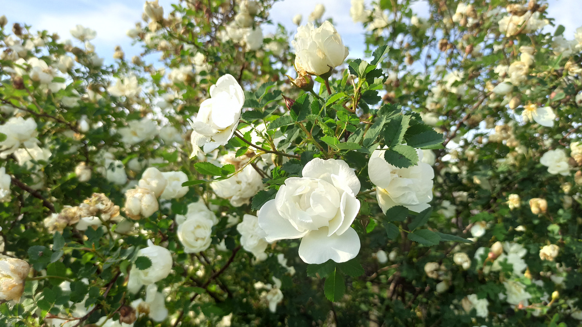 Белый шиповник