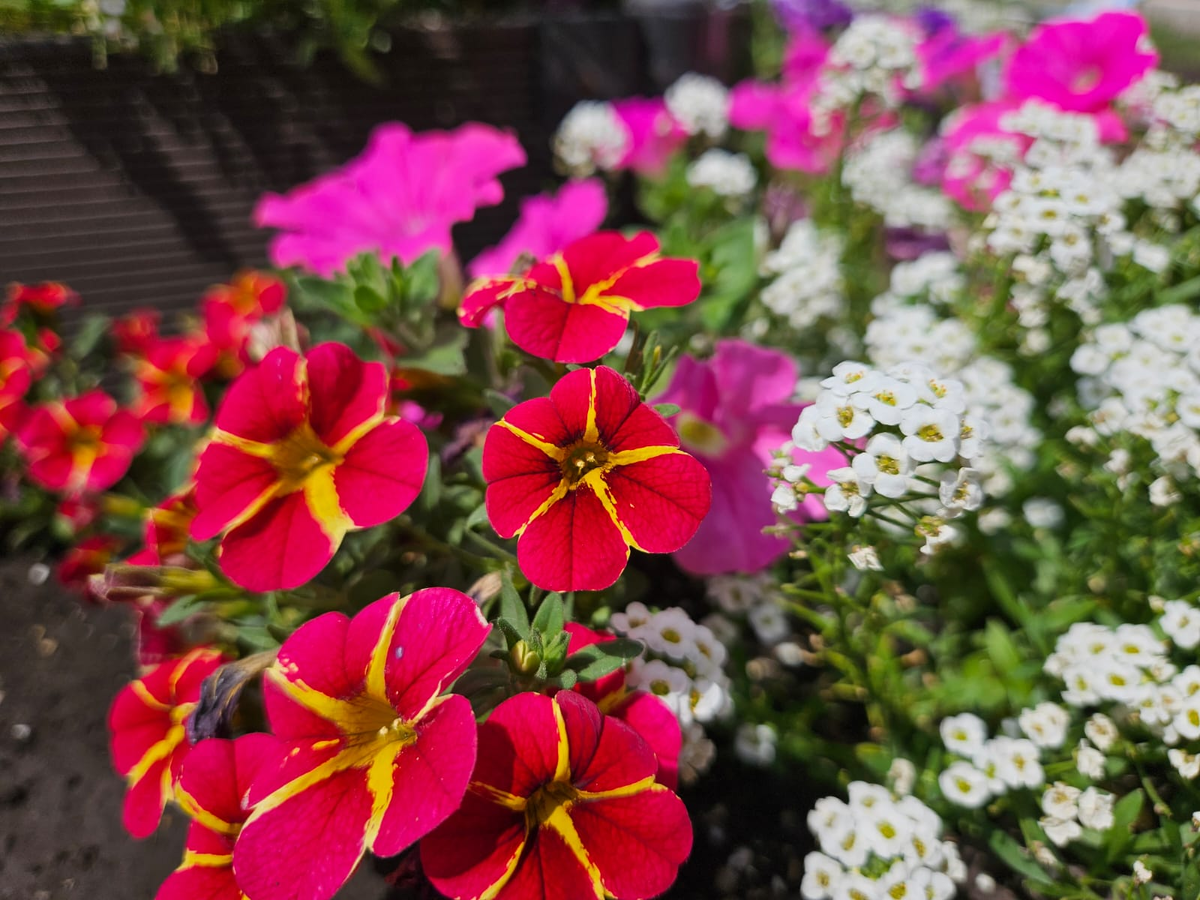 Цветы - это моя слабость