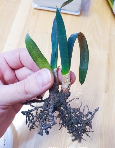 На этом растении Антон его и обнаружил. Фото взято с канала "«Антон-цветочник»