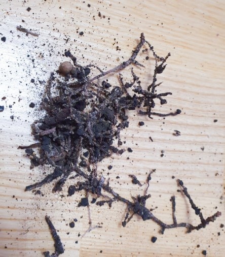 Такое же безобразие, как и в случае с моим зонартиком. Фото взято с канала "«Антон-цветочник»