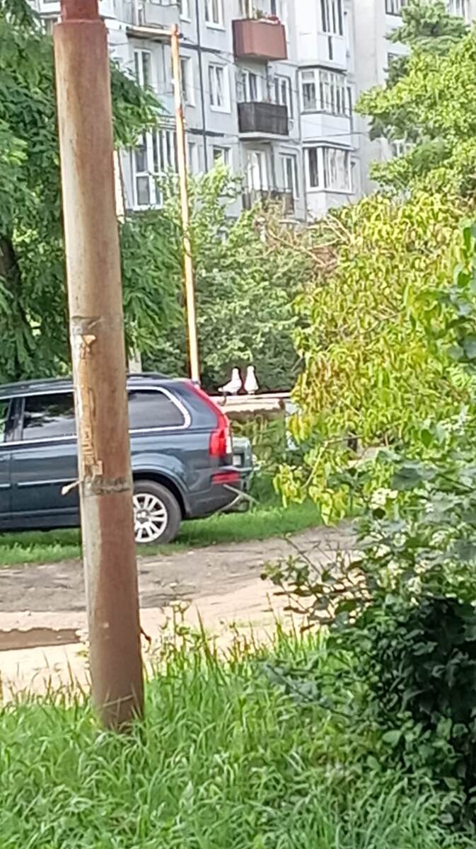 В Балтийске чайки вместо ворон 