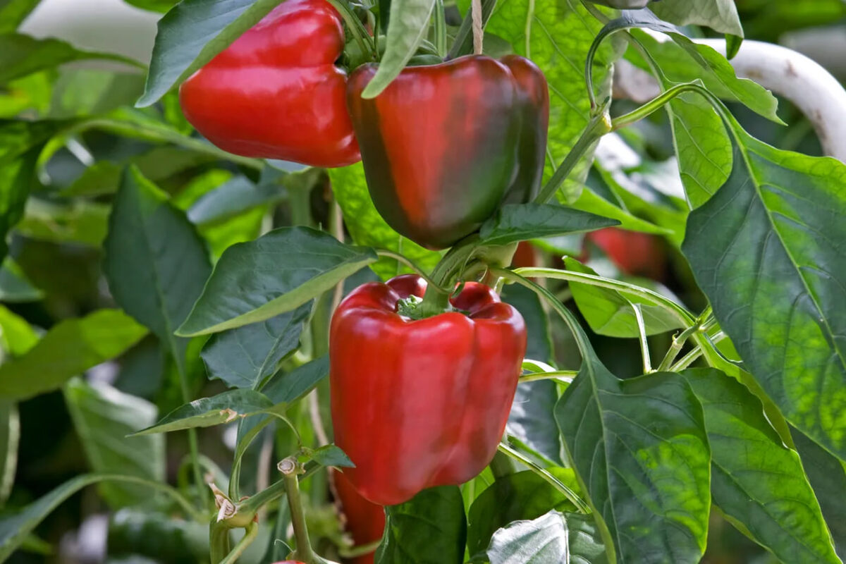     Перцы гниют прямо на грядках: причины и способы борьбы