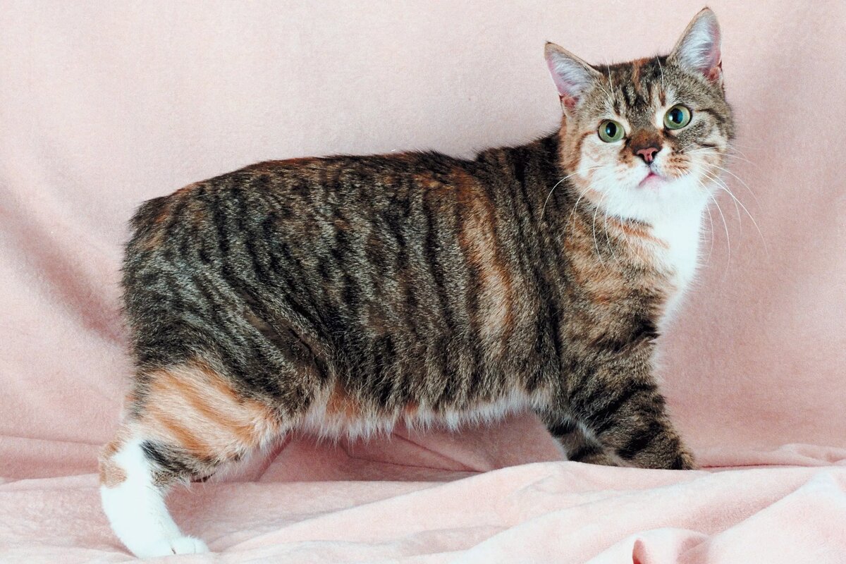 Manx I had a cat like this 60 years ago. Her name was Numpy. Manx kittens, Manx 