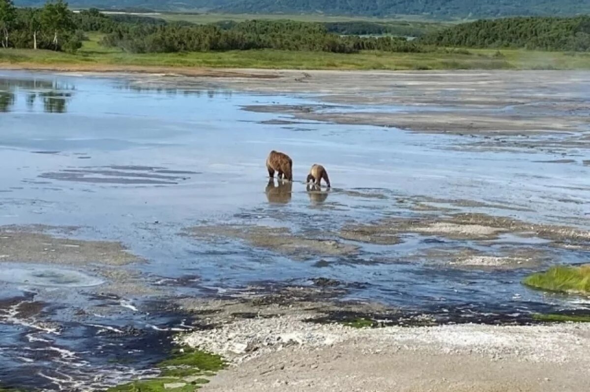    На Камчатке туристы столкнулись с медведицей во время экскурсии