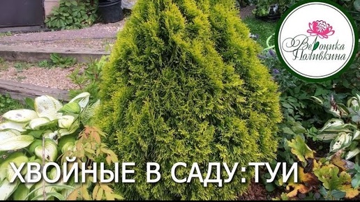 Хвойные в саду: туи