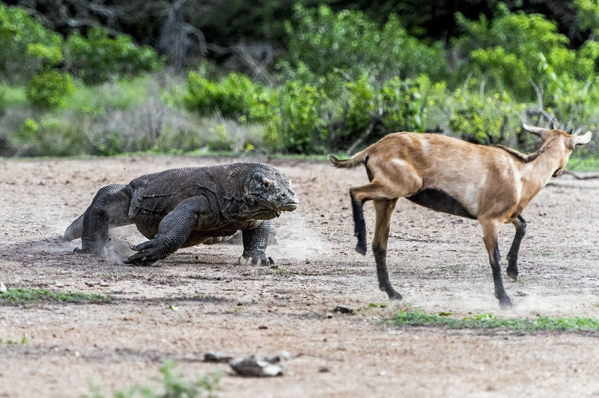 Да что мне эта коза? На один укус!