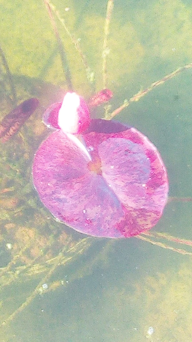 На этом фото (не лучшего качества) можно увидеть как гадят водоросли, и как они обтягивают своей зеленью мои нимфеи 