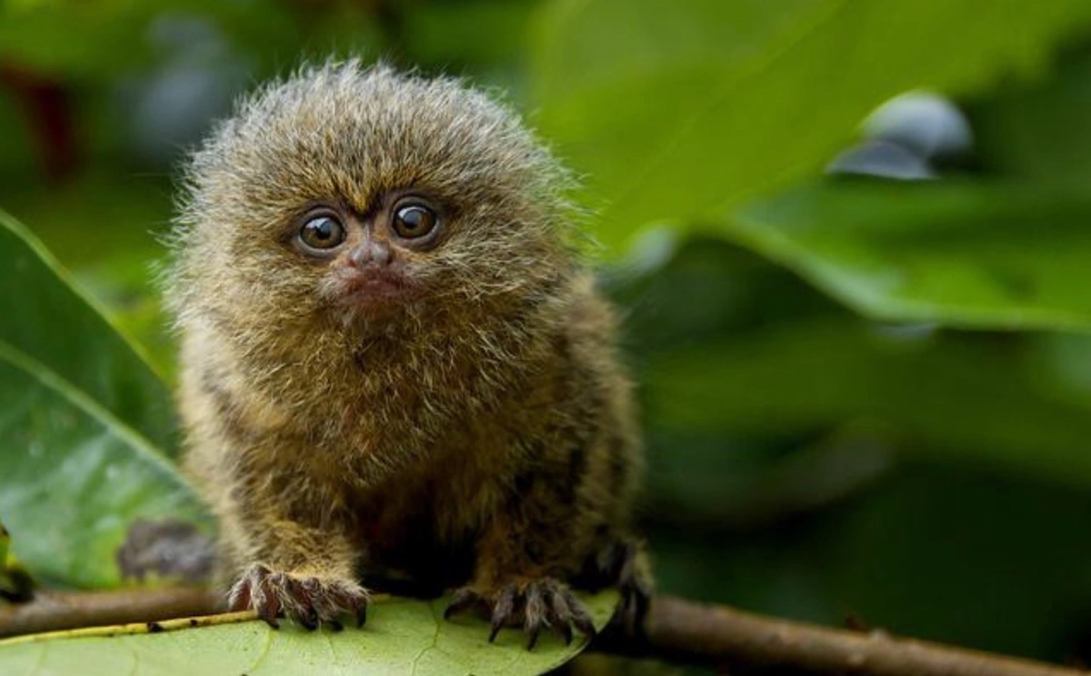 Ну вообще-то - ня! (Из открытых источников)