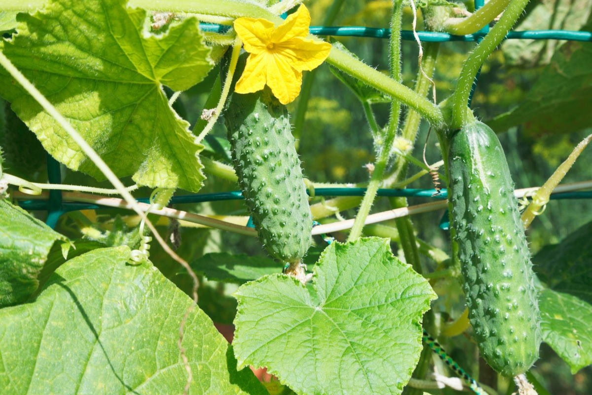 Источник фото - womenres.ru