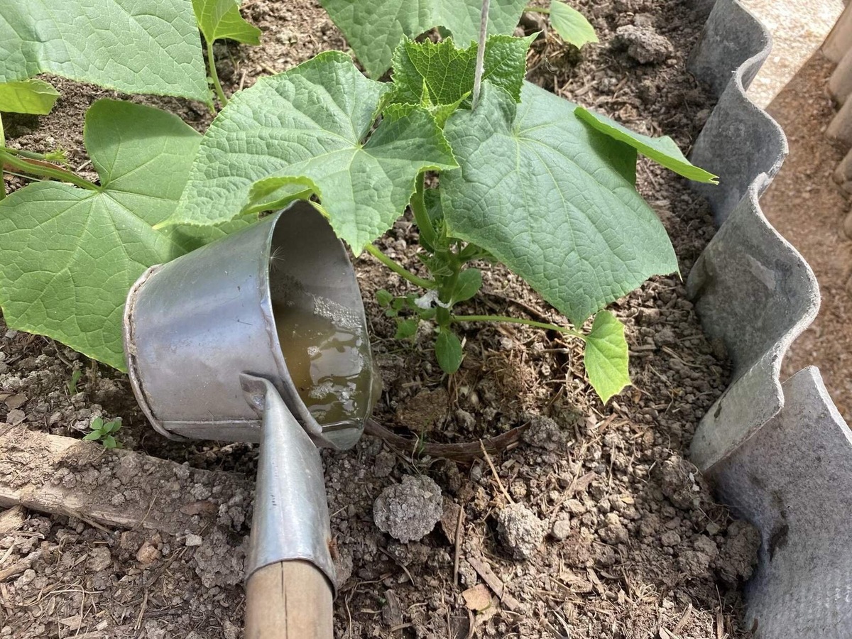 Источник фото - fairysoft.ru