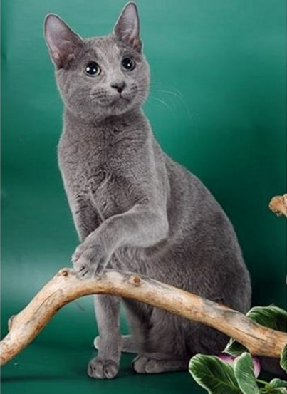 Голубой — шерстью такого цвета может похвастаться лишь британская (короткошерстная и длинношерстная), шотландская (прямоухая и вислоухая), русская голубая, шартрез, корат, нибелунг.