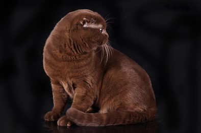 Шоколадный — глубокий коричневый оттенок шерсти бывает у гаваны, бурмы, шантильи-тиффани.