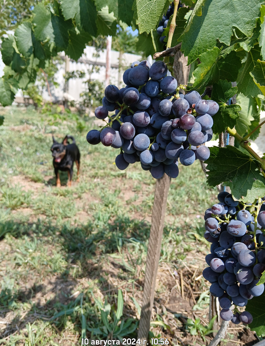 виноград заявленный как Ведьмины пальцы.