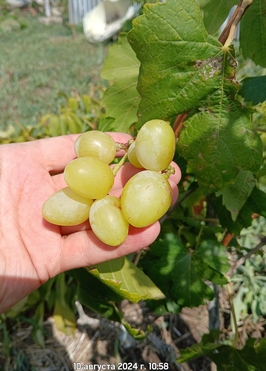 типа Ламборджини.