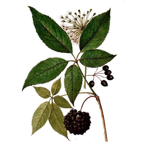 Элеутерококк