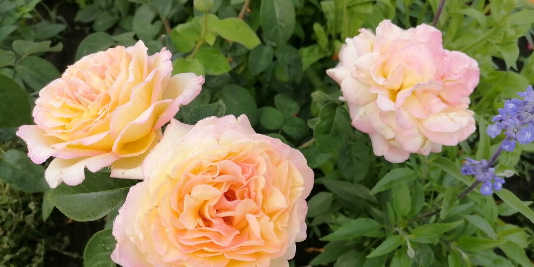 Подкормка роз в августе – залог их пышного цветения в следующем сезоне