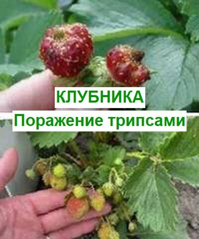 поражение клубники трипсами