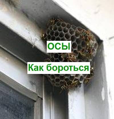 как бороться с осами