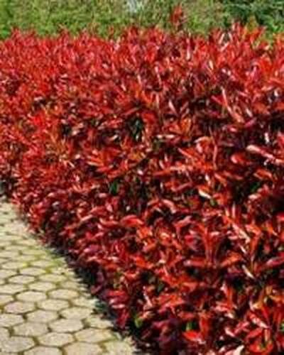 живая изгородь берескет