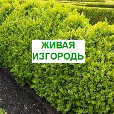 живая изгородь