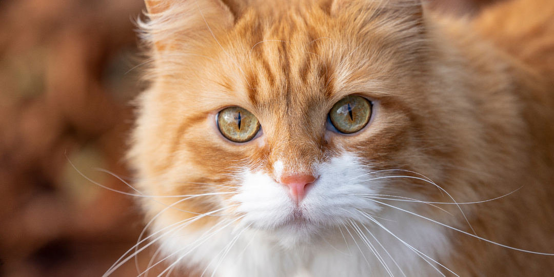 Последняя просьба