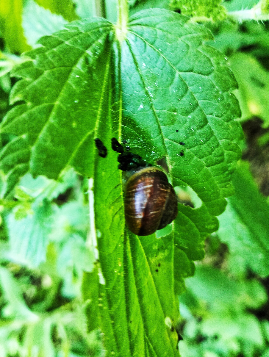 Фото с Древесной улиткой, Московская область 