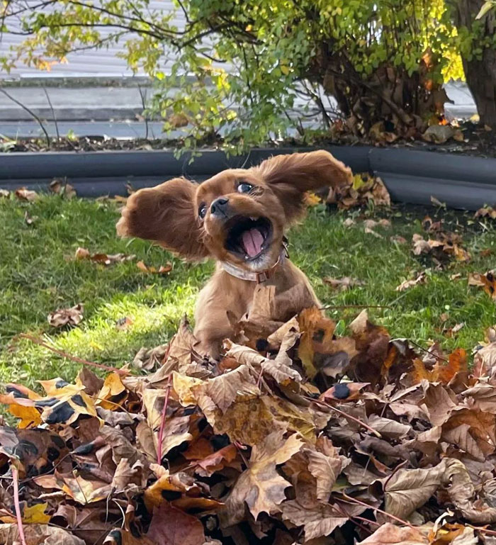 Источник: www.reddit.com/r/aww/comments