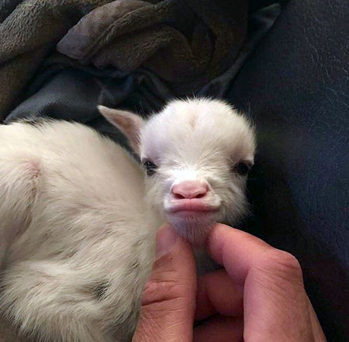 Источник: www.reddit.com/r/aww/comments